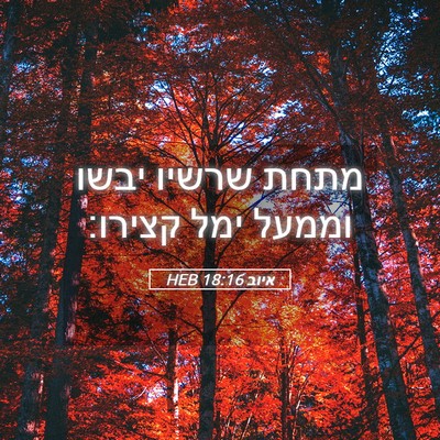 Picture 05 - איוב 18:16 HEB - מתחת שרשיו יבשו וממעל ימל - Bible Verse Picture