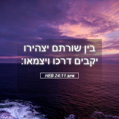 Picture 05 - איוב 24:11 HEB - בין שורתם יצהירו יקבים - Bible Verse Picture