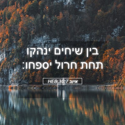 Picture 05 - איוב 30:7 HEB - בין שיחים ינהקו תחת חרול - Bible Verse Picture