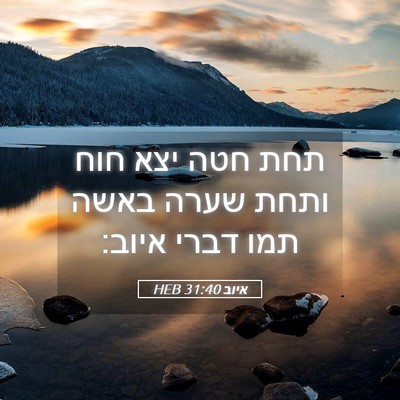 Picture 05 - איוב 31:40 HEB - תחת חטה יצא חוח ותחת שערה - Bible Verse Picture
