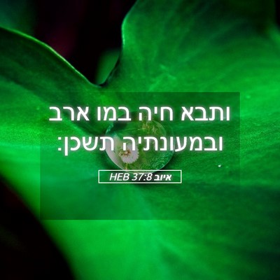 Picture 05 - איוב 37:8 HEB - ותבא חיה במו ארב ובמעונתיה - Bible Verse Picture