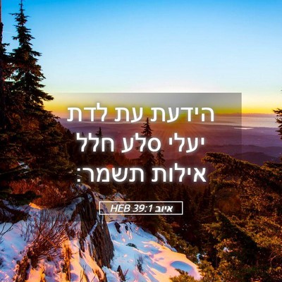 Picture 05 - איוב 39:1 HEB - הידעת עת לדת יעלי סלע חלל - Bible Verse Picture
