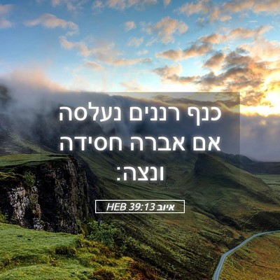 Picture 05 - איוב 39:13 HEB - כנף רננים נעלסה אם אברה - Bible Verse Picture
