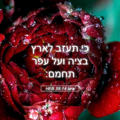 Picture 05 - איוב 39:14 HEB - כי תעזב לארץ בציה ועל עפר - Bible Verse Picture