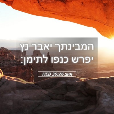 Picture 05 - איוב 39:26 HEB - המבינתך יאבר נץ יפרש כנפו - Bible Verse Picture
