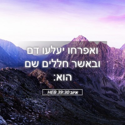 Picture 05 - איוב 39:30 HEB - ואפרחו יעלעו דם ובאשר - Bible Verse Picture