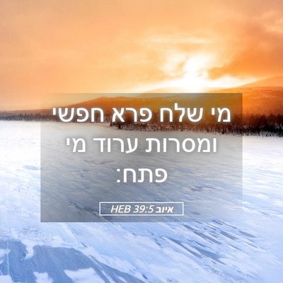 Picture 05 - איוב 39:5 HEB - מי שלח פרא חפשי ומסרות ערוד - Bible Verse Picture