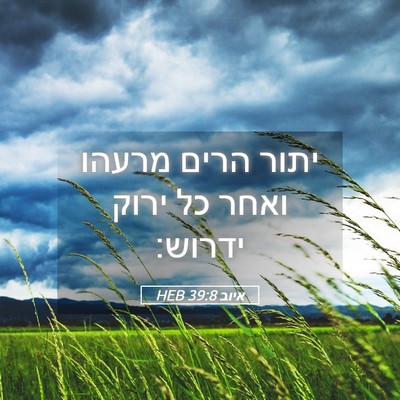 Picture 05 - איוב 39:8 HEB - יתור הרים מרעהו ואחר כל - Bible Verse Picture