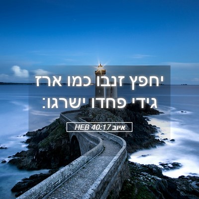 Picture 05 - איוב 40:17 HEB - יחפץ זנבו כמו ארז גידי פחדו - Bible Verse Picture