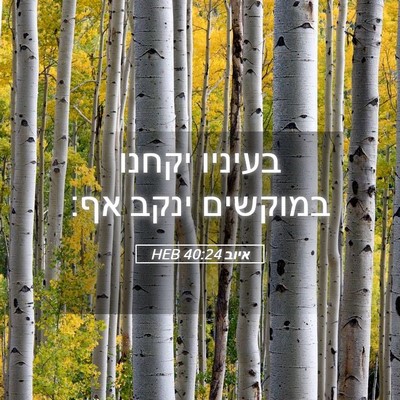 Picture 05 - איוב 40:24 HEB - בעיניו יקחנו במוקשים ינקב - Bible Verse Picture