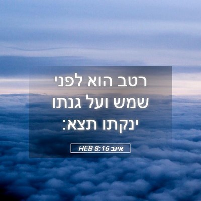 Picture 05 - איוב 8:16 HEB - רטב הוא לפני שמש ועל גנתו - Bible Verse Picture