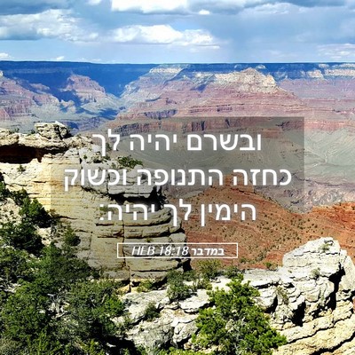Picture 05 - במדבר 18:18 HEB - ובשרם יהיה לך כחזה התנופה - Bible Verse Picture
