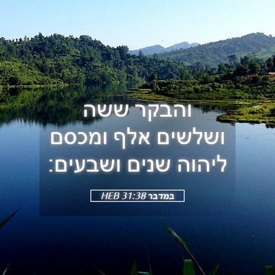 Picture 05 - במדבר 31:38 HEB - והבקר ששה ושלשים אלף ומכסם - Bible Verse Picture