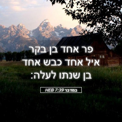 Picture 05 - במדבר 7:39 HEB - פר אחד בן בקר איל אחד כבש - Bible Verse Picture