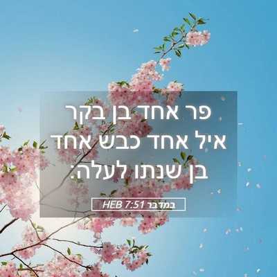 Picture 05 - במדבר 7:51 HEB - פר אחד בן בקר איל אחד כבש - Bible Verse Picture