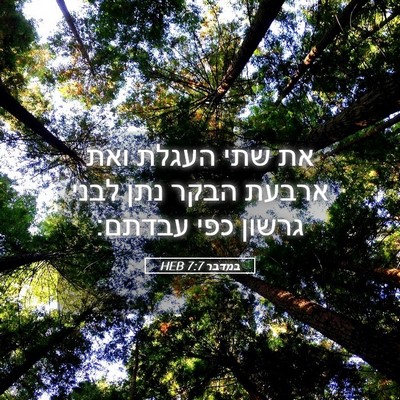 Picture 05 - במדבר 7:7 HEB - את שתי העגלת ואת ארבעת הבקר - Bible Verse Picture
