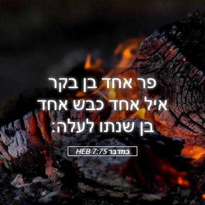 Picture 05 - במדבר 7:75 HEB - פר אחד בן בקר איל אחד כבש - Bible Verse Picture