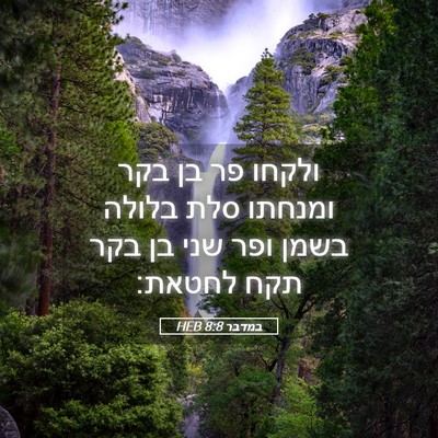 Picture 05 - במדבר 8:8 HEB - ולקחו פר בן בקר ומנחתו סלת - Bible Verse Picture