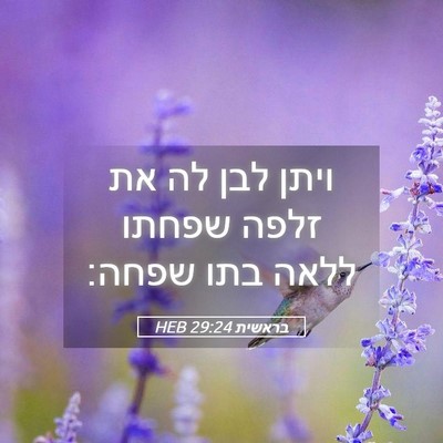 Picture 05 - בראשית 29:24 HEB - ויתן לבן לה את זלפה שפחתו - Bible Verse Picture