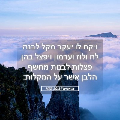 Picture 05 - בראשית 30:37 HEB - ויקח לו יעקב מקל לבנה לח - Bible Verse Picture