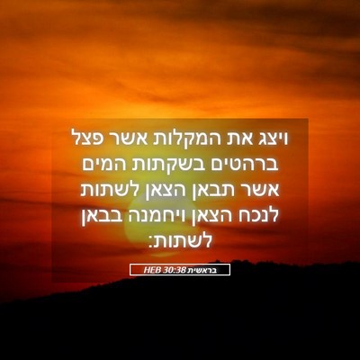Picture 05 - בראשית 30:38 HEB - ויצג את המקלות אשר פצל - Bible Verse Picture
