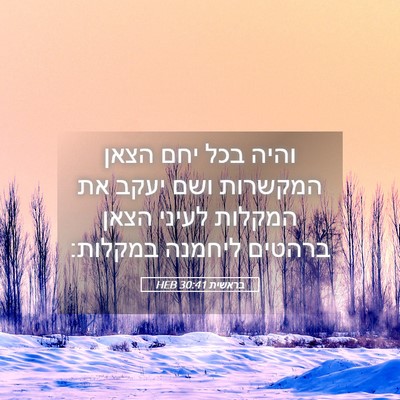 Picture 05 - בראשית 30:41 HEB - והיה בכל יחם הצאן המקשרות - Bible Verse Picture