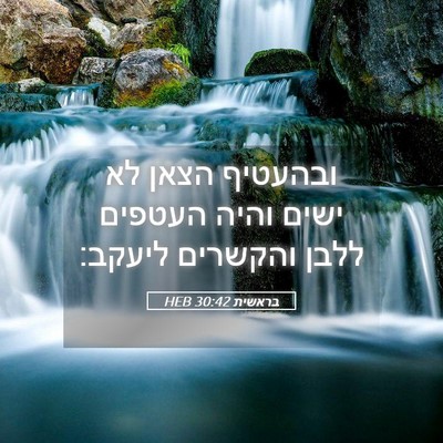 Picture 05 - בראשית 30:42 HEB - ובהעטיף הצאן לא ישים והיה - Bible Verse Picture
