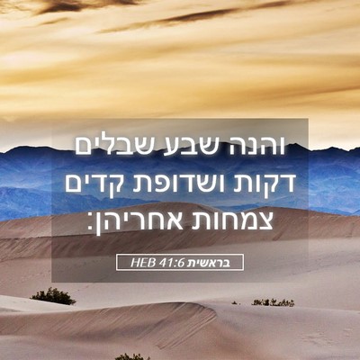 Picture 05 - בראשית 41:6 HEB - והנה שבע שבלים דקות ושדופת - Bible Verse Picture
