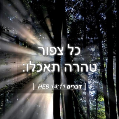 Picture 05 - דברים 14:11 HEB - כל צפור טהרה - Bible Verse Picture