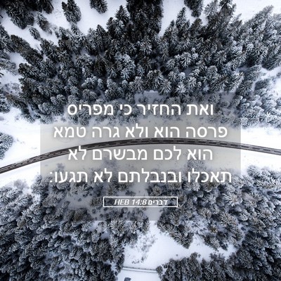 Picture 05 - דברים 14:8 HEB - ואת החזיר כי מפריס פרסה הוא - Bible Verse Picture