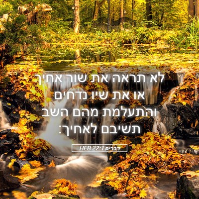 Picture 05 - דברים 22:1 HEB - לא תראה את שור אחיך או את - Bible Verse Picture