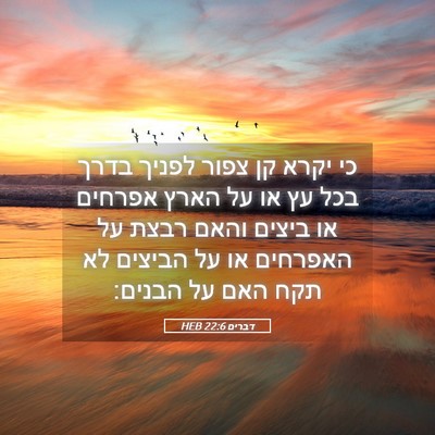 Picture 05 - דברים 22:6 HEB - כי יקרא קן צפור לפניך בדרך - Bible Verse Picture