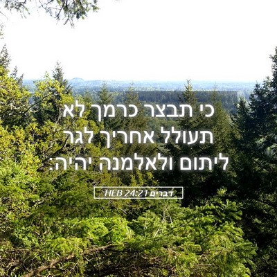 Picture 05 - דברים 24:21 HEB - כי תבצר כרמך לא תעולל אחריך - Bible Verse Picture