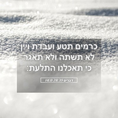 Picture 05 - דברים 28:39 HEB - כרמים תטע ועבדת ויין לא - Bible Verse Picture