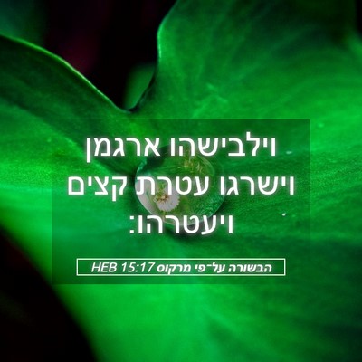 Picture 05 - הבשורה על־פי מרקוס 15:17 HEB - וילבישהו ארגמן וישרגו עטרת - Bible Verse Picture