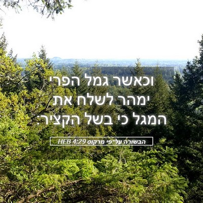 Picture 05 - הבשורה על־פי מרקוס 4:29 HEB - וכאשר גמל הפרי ימהר לשלח את - Bible Verse Picture