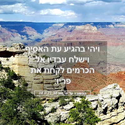 Picture 05 - הבשורה על־פי מתי 21:34 HEB - ויהי בהגיע עת האסיף וישלח - Bible Verse Picture