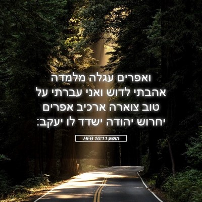 Picture 05 - הושע 10:11 HEB - ואפרים עגלה מלמדה אהבתי - Bible Verse Picture