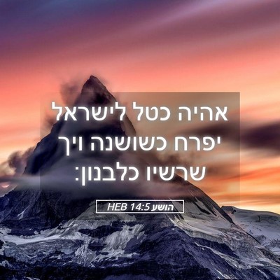 Picture 05 - הושע 14:5 HEB - אהיה כטל לישראל יפרח - Bible Verse Picture