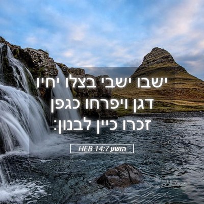 Picture 05 - הושע 14:7 HEB - ישבו ישבי בצלו יחיו דגן - Bible Verse Picture