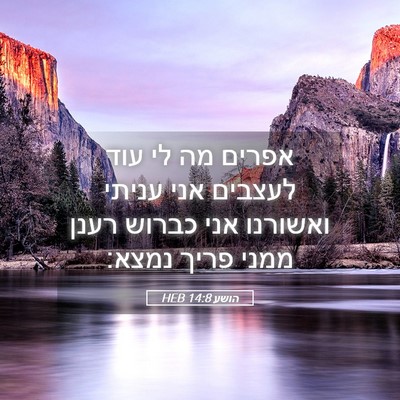 Picture 05 - הושע 14:8 HEB - אפרים מה לי עוד לעצבים אני - Bible Verse Picture