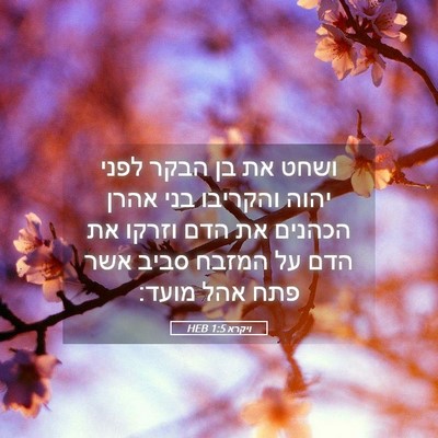 Picture 05 - ויקרא 1:5 HEB - ושחט את בן הבקר לפני יהוה - Bible Verse Picture