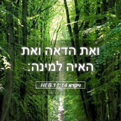 Picture 05 - ויקרא 11:14 HEB - ואת הדאה ואת האיה - Bible Verse Picture
