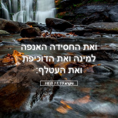 Picture 05 - ויקרא 11:19 HEB - ואת החסידה האנפה למינה ואת - Bible Verse Picture