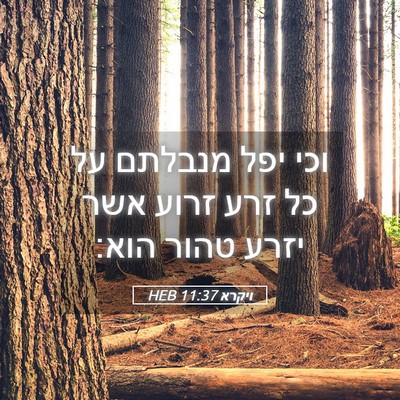 Picture 05 - ויקרא 11:37 HEB - וכי יפל מנבלתם על כל זרע - Bible Verse Picture
