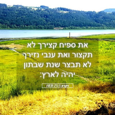 Picture 05 - ויקרא 25:5 HEB - את ספיח קצירך לא תקצור ואת - Bible Verse Picture