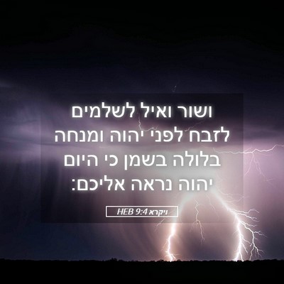 Picture 05 - ויקרא 9:4 HEB - ושור ואיל לשלמים לזבח לפני - Bible Verse Picture