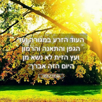 Picture 05 - חגי 2:19 HEB - העוד הזרע במגורה ועד הגפן - Bible Verse Picture