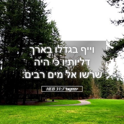 Picture 05 - יחזקאל 31:7 HEB - וייף בגדלו בארך דליותיו כי - Bible Verse Picture