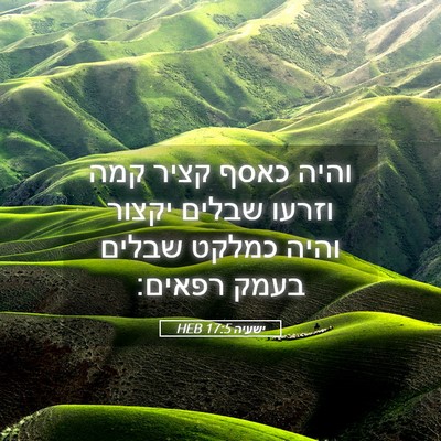 Picture 05 - ישעיה 17:5 HEB - והיה כאסף קציר קמה וזרעו - Bible Verse Picture